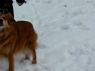 Mon chien dans la neige