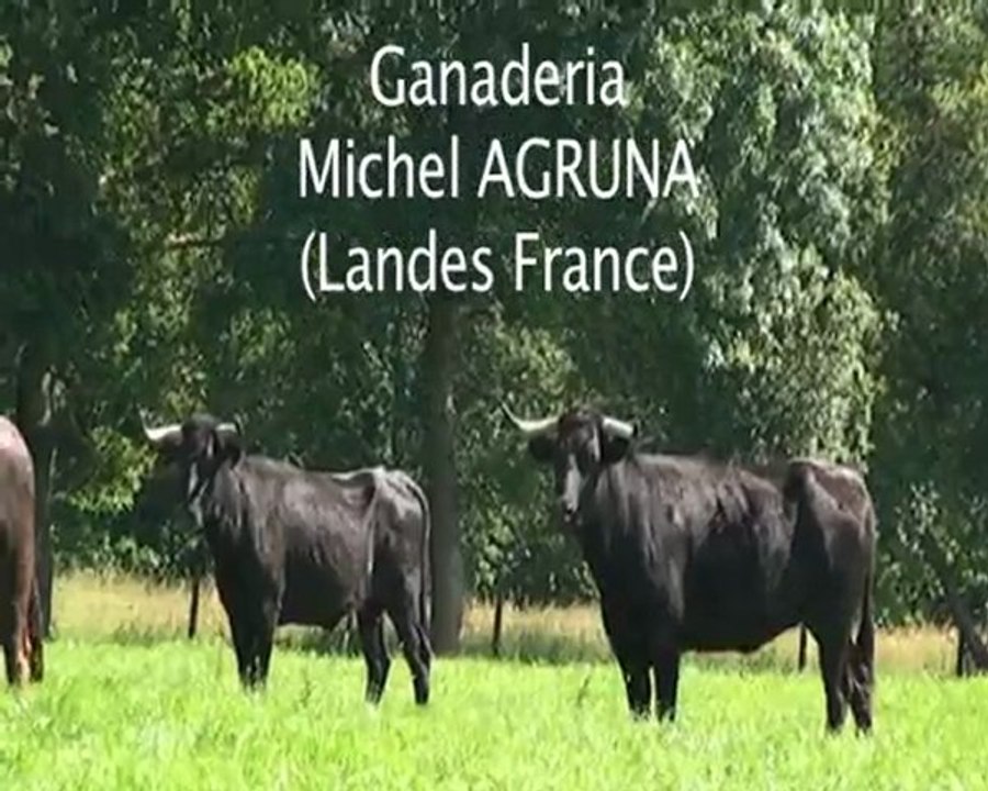 Vaches landaises