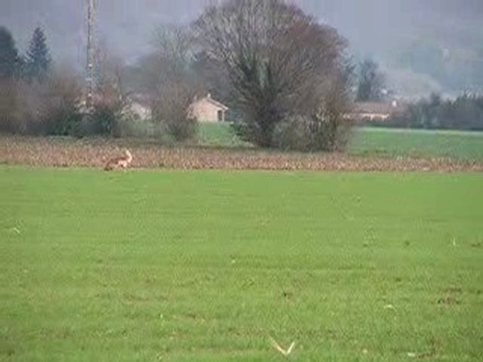 Sham'K, hovawart, piste libre. Pistage français