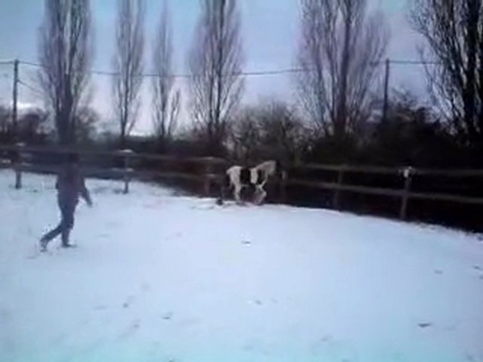 piebald dans la neige