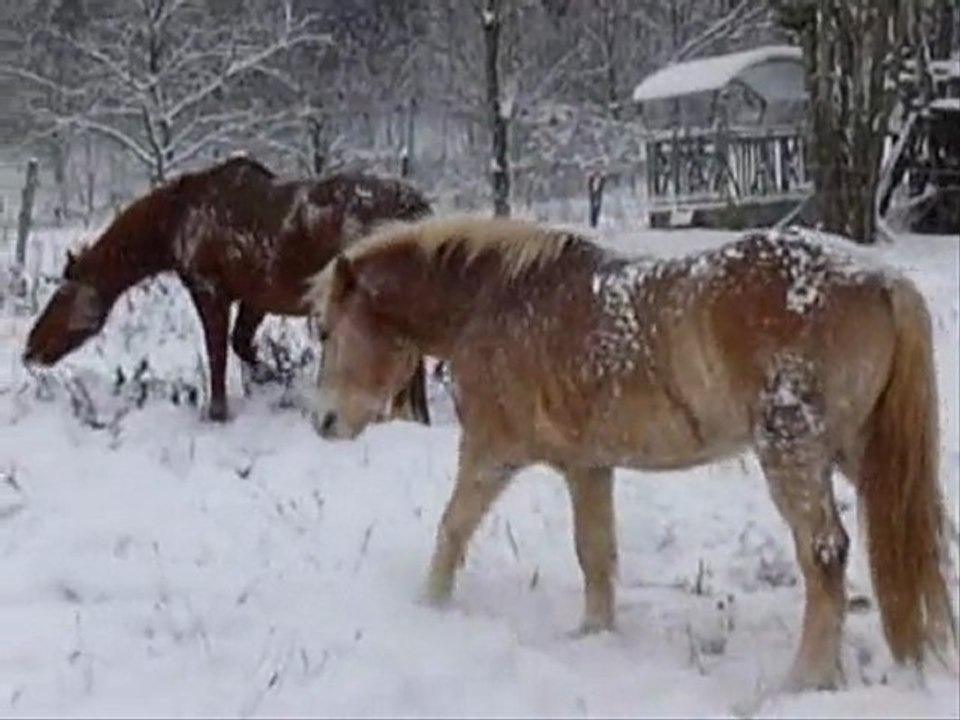 19.12.09 Chevaux ds la neige