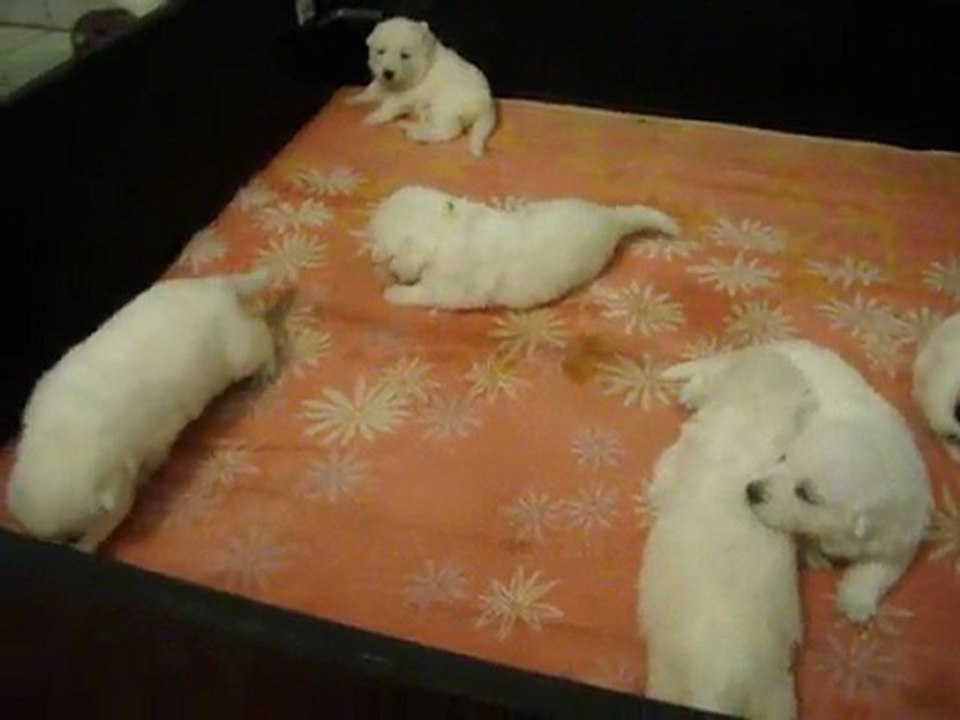 chiots Belka
