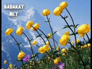 Sordum Sarı Çiçeğe İlahisi