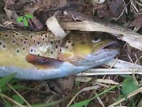 Big trouts and big spoons
