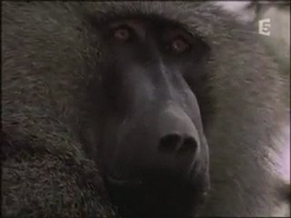 Félins vs Babouins 3/3