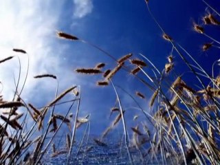 H. Nail & Tarık PEKEL - Oy Leyli