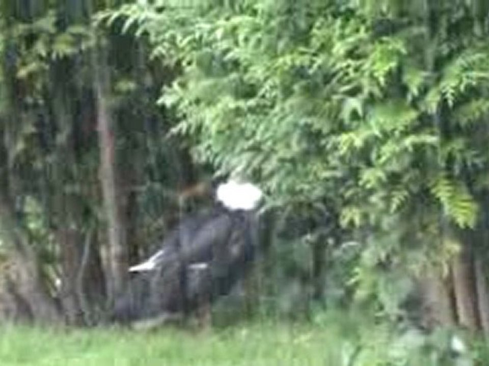 mes canard en trein de defié la pluie