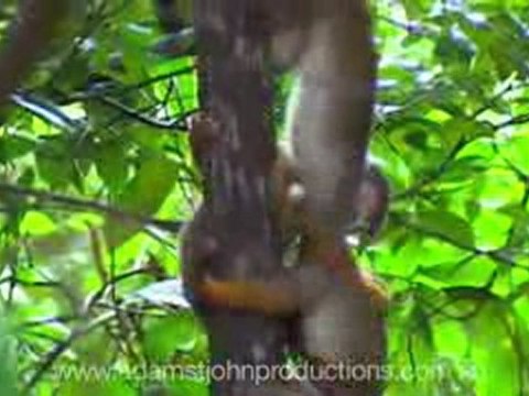 Sydney Video productions - Adam St John