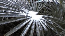 neige glace et palmiers