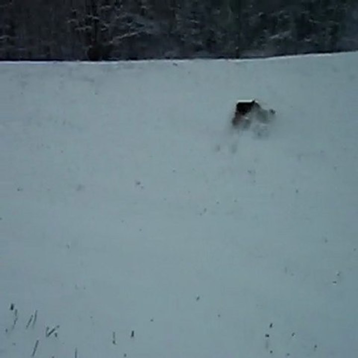 Estive se fait courser dans la neige