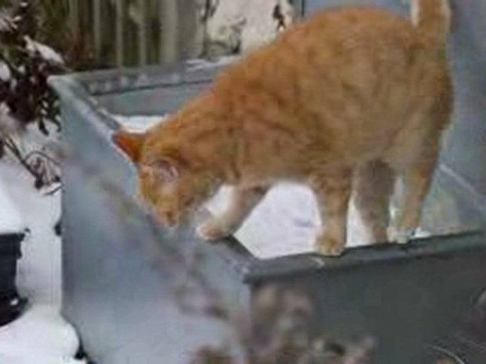 LE CHAT DES NEIGES