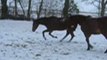 Izie sous la neige le 20 décembre 2009