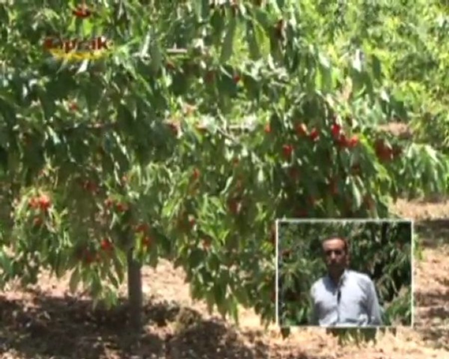 Bitki antifirizi kiraz uygulaması