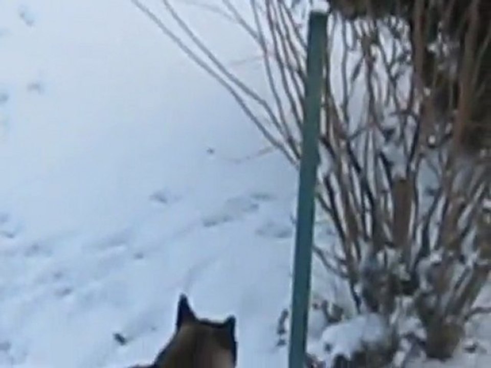 Akita sous la neige 2