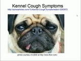 3 Kennel Cough Symptoms