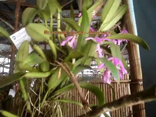 XIV Festival de la Orquídea 2009 (Moyobamba)- Parte I