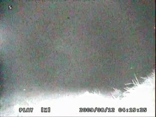 Spectres Zoomorphes [2ème Partie]