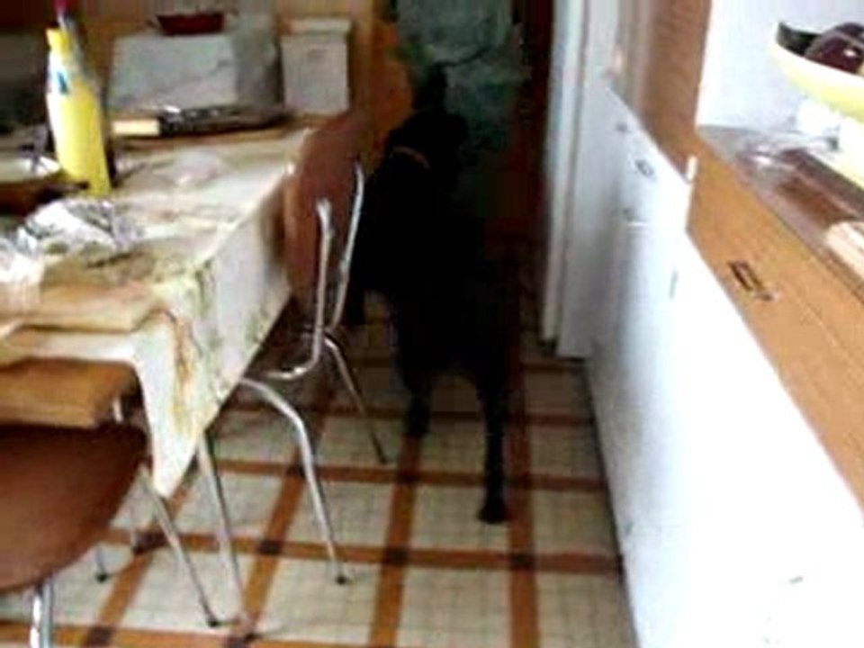 Uma va a la chasse