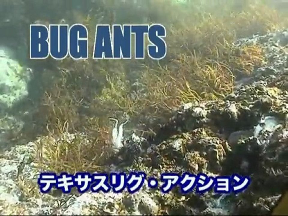ecogear