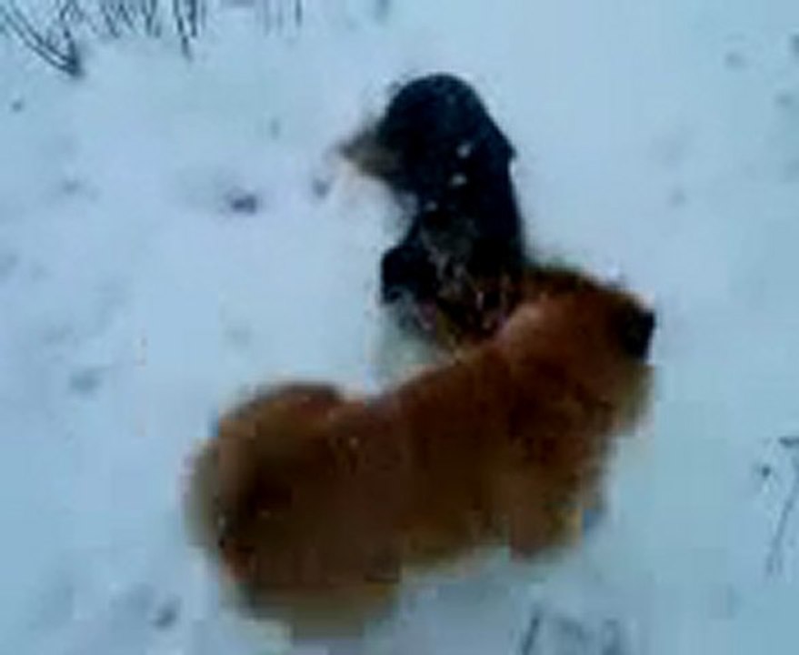 Paco1