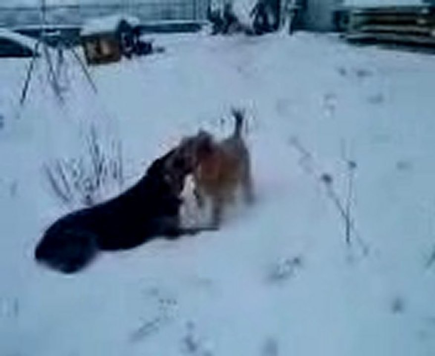 Vidéo paco