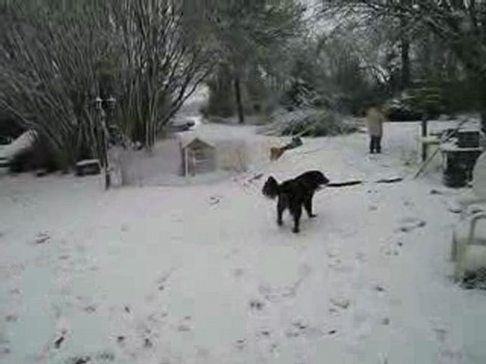 Les chiens jouent dans la neige 20 12 09