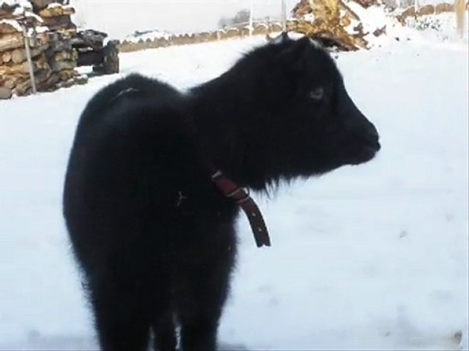 18 Décembre 2009, neige