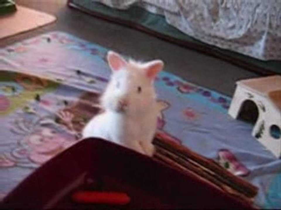 Mr Kiwi dans le saloon ! ^^