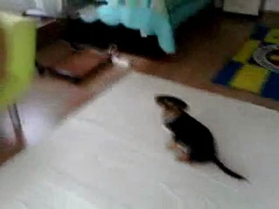 Pufi 3 months old puppy training