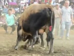 yalçin şahin MURGUL BOĞA GÜREŞİ_