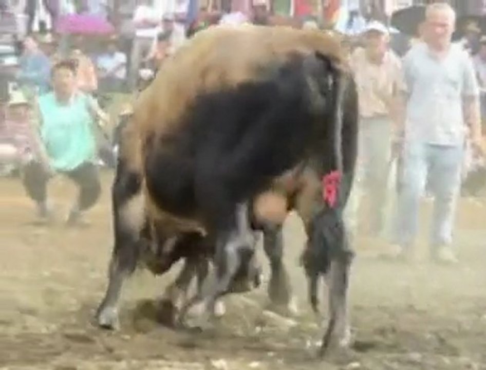yalçin şahin MURGUL BOĞA GÜREŞİ_