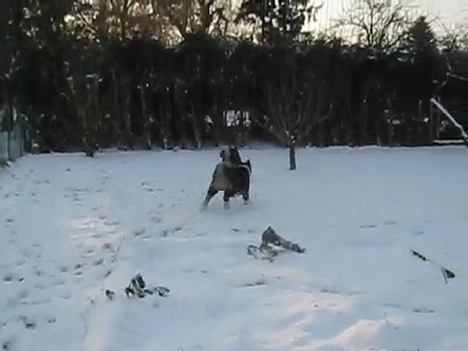 Akita sous la neige 4