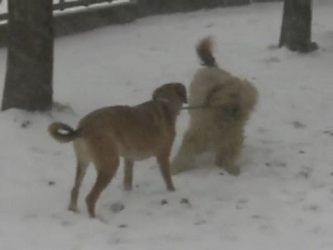 Cannelle & Téquila jouent dans la neige, 20 décembre 2009