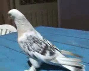 T.Ş.G.F-Suruçlu Miski Dişi