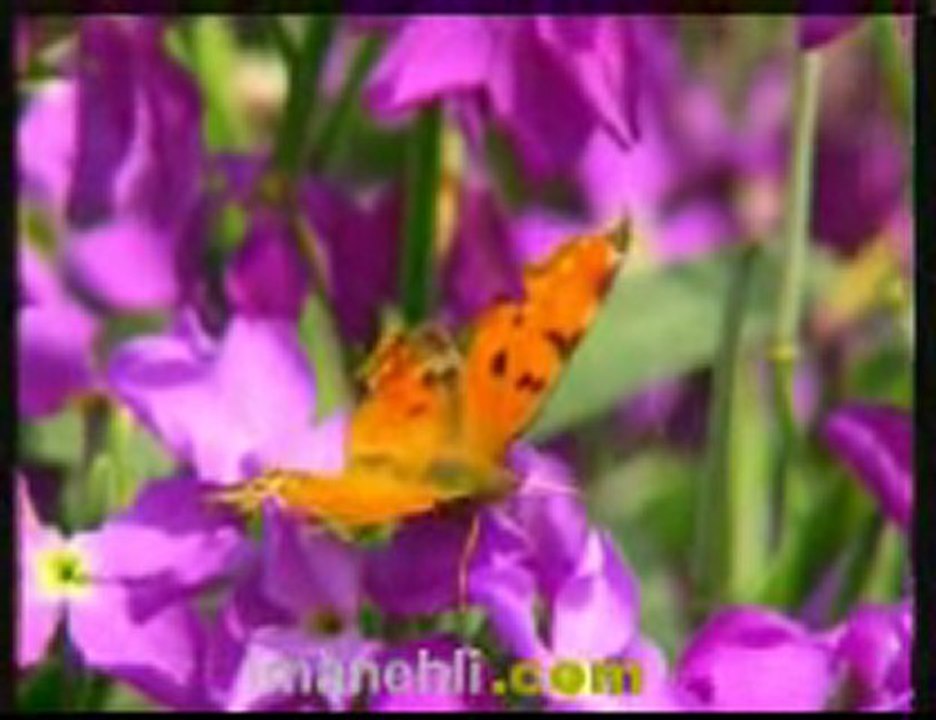 ferudun eroğlu - şikayetim var