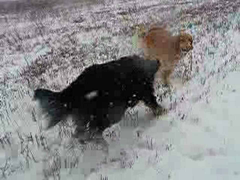Pouchka et Sham'k, encore des jeux sous et sur la neige