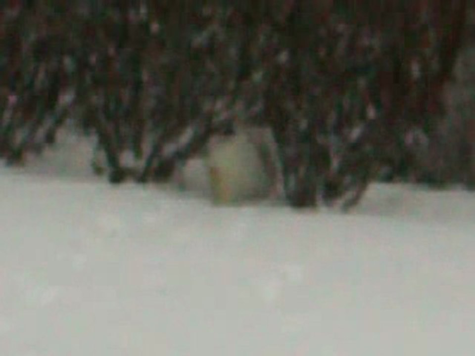 Plume dans la neige.