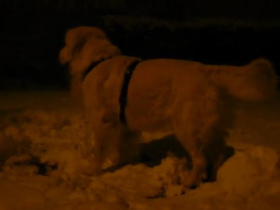 Aramis in the snow