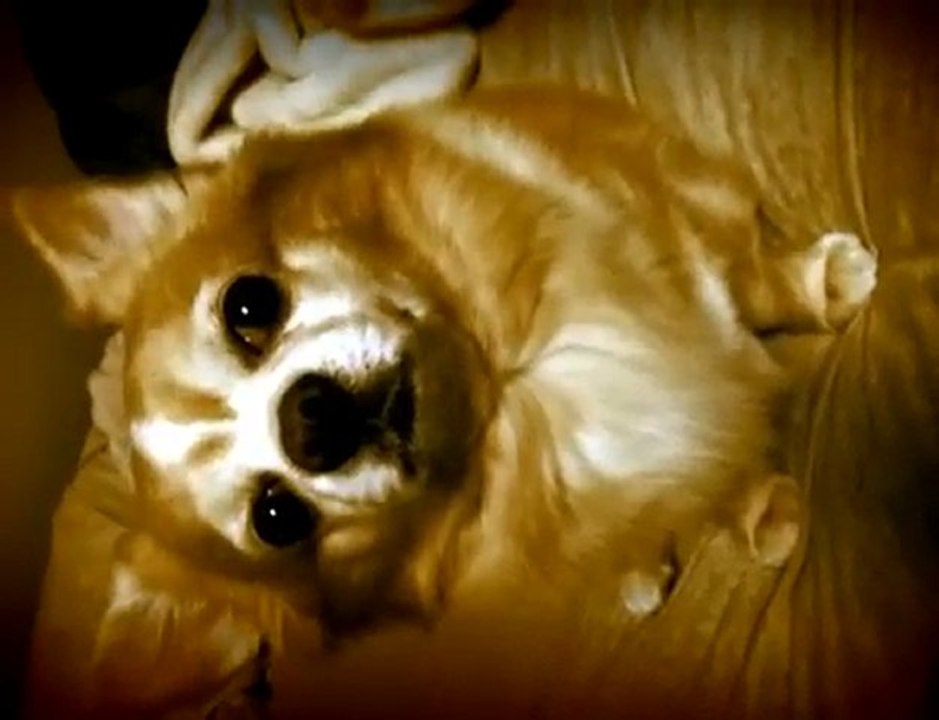 Bausch