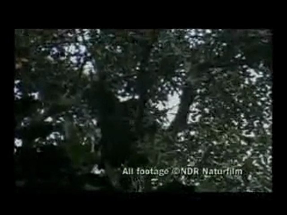Gorilla a rischio estinzione