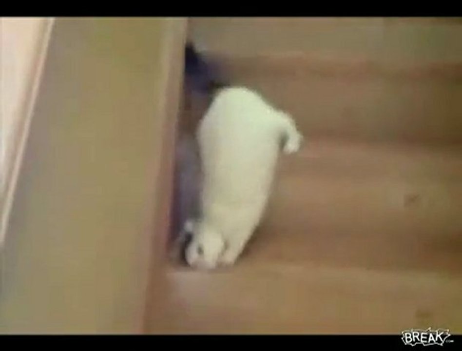 lazy cat - il gatto + pigro del mondo