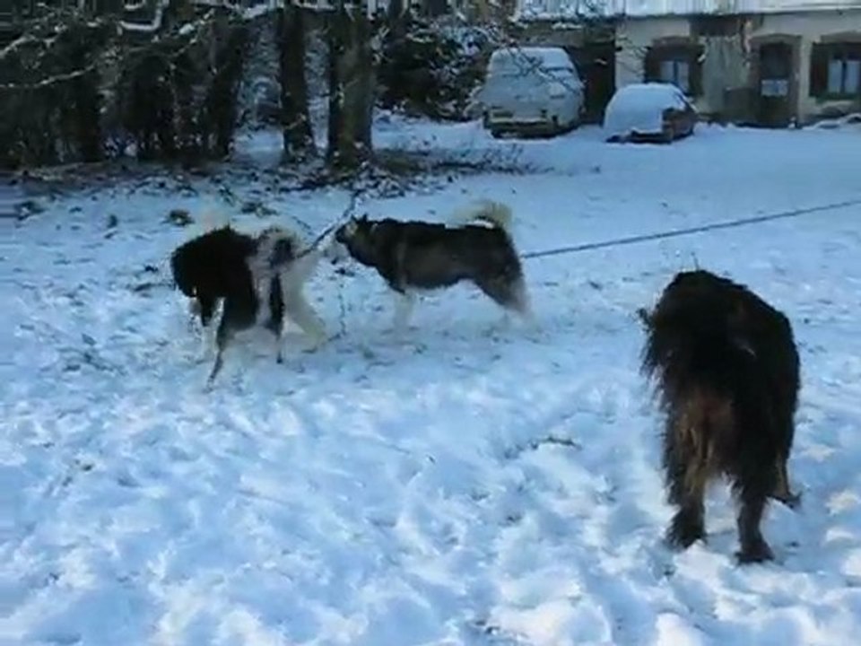 LES CHIENS JOUENT DANS LA NEIGE