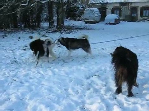 LES CHIENS JOUENT DANS LA NEIGE