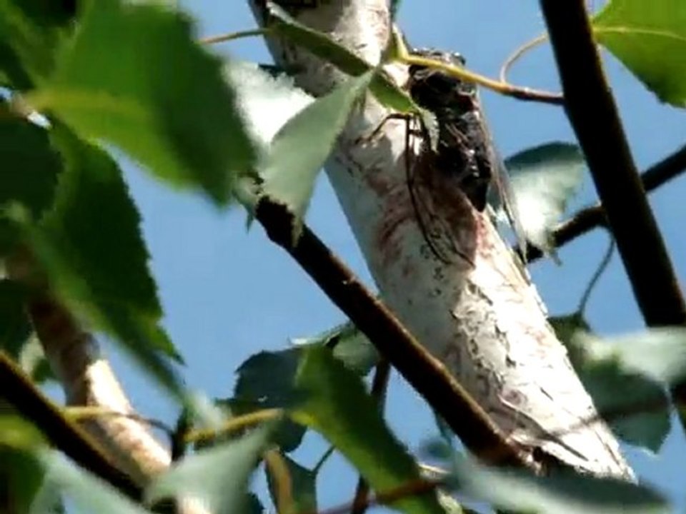 le chant des cigales