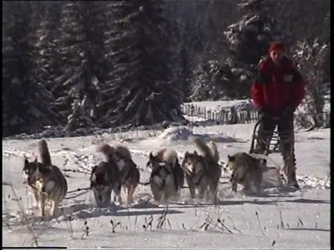 Traversée du Jura avec des chiens de traineau 2eme partie