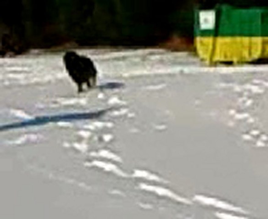 Doggy terrain enneigé