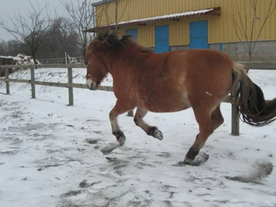 diego et malice neige