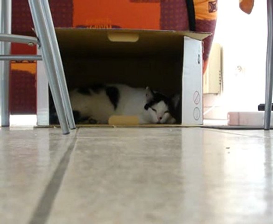 MINETTE.LE CHAT