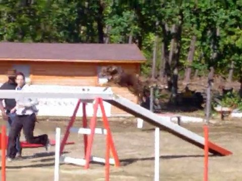 Concours d'agility au Mans le 13/09/2009 avec Brisca