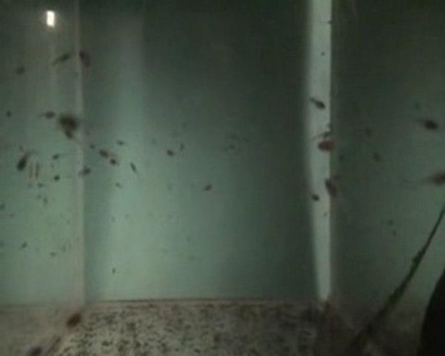 Alevins Betta smaragdina, 15 12 2009